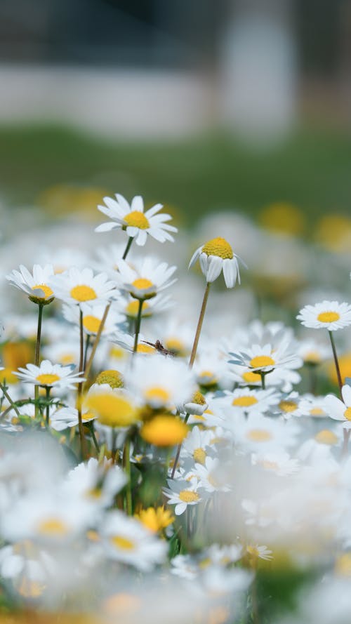 คลังภาพถ่ายฟรี ของ กลีบดอกสีขาว, ดอกเดซี่, ดอกไม้