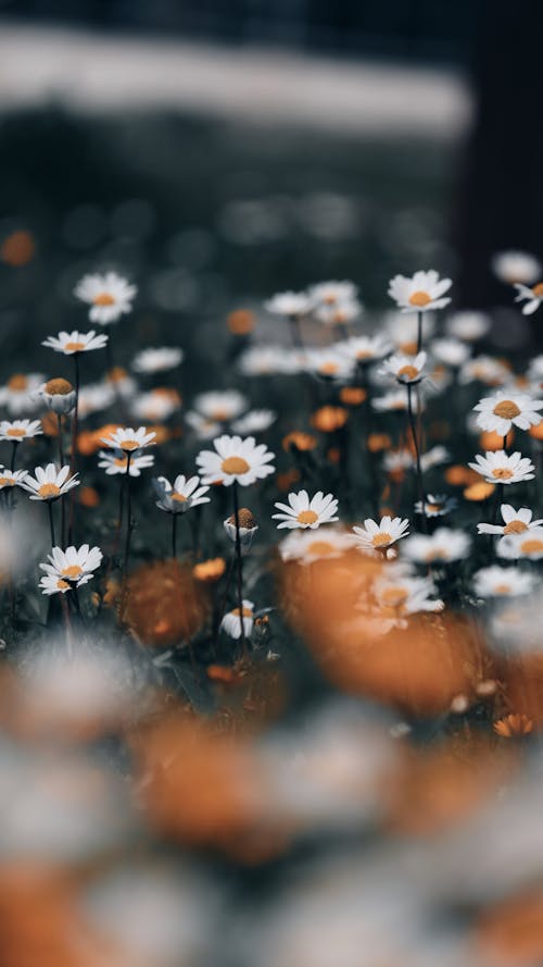 Close-up of Daisies on a Field 