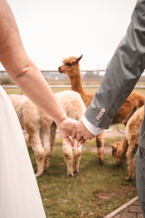 Alpaca Wedding