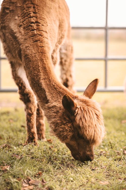 Gratis lagerfoto af alpaca, dyrefotografering, fodring