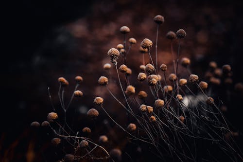 bitki, craspedia, ekilmemiş içeren Ücretsiz stok fotoğraf