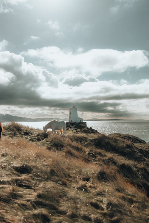 ada, at, bulut görünümü içeren Ücretsiz stok fotoğraf