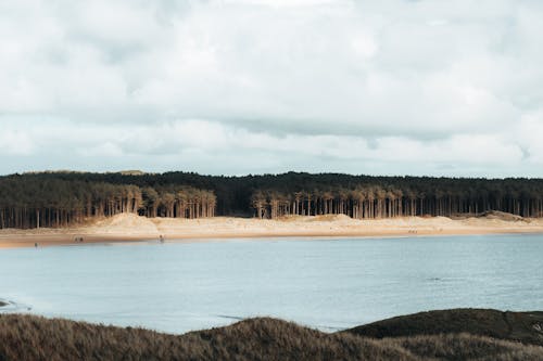 Foto stok gratis hutan, lansekap, laut