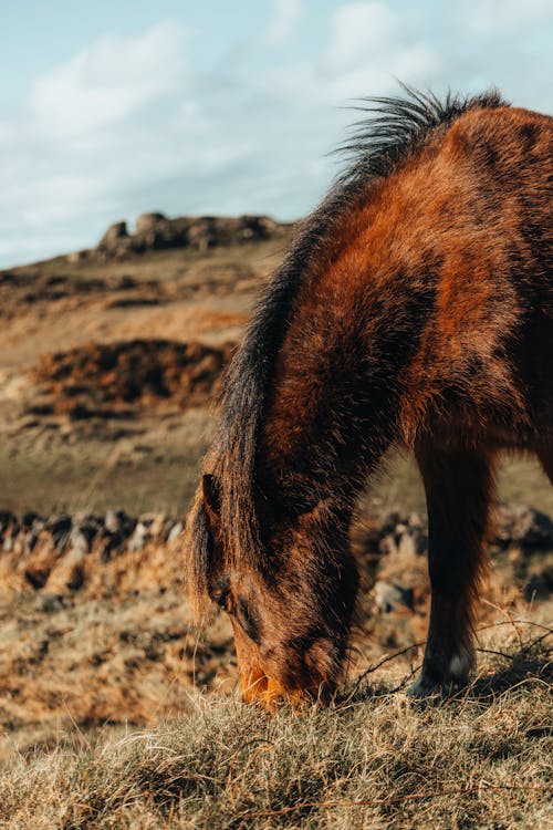 Photos gratuites de brun, cheval islandais, chevelu