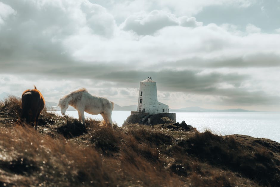 Horses grazing on a rural coast by the Twr Mawr Lighthouse in Wales under a cloudy sky.