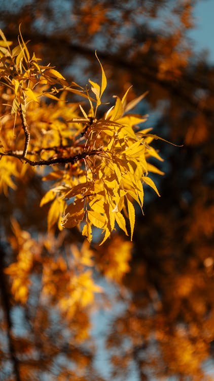 Ilmainen kuvapankkikuva tunnisteilla swirlybokeh