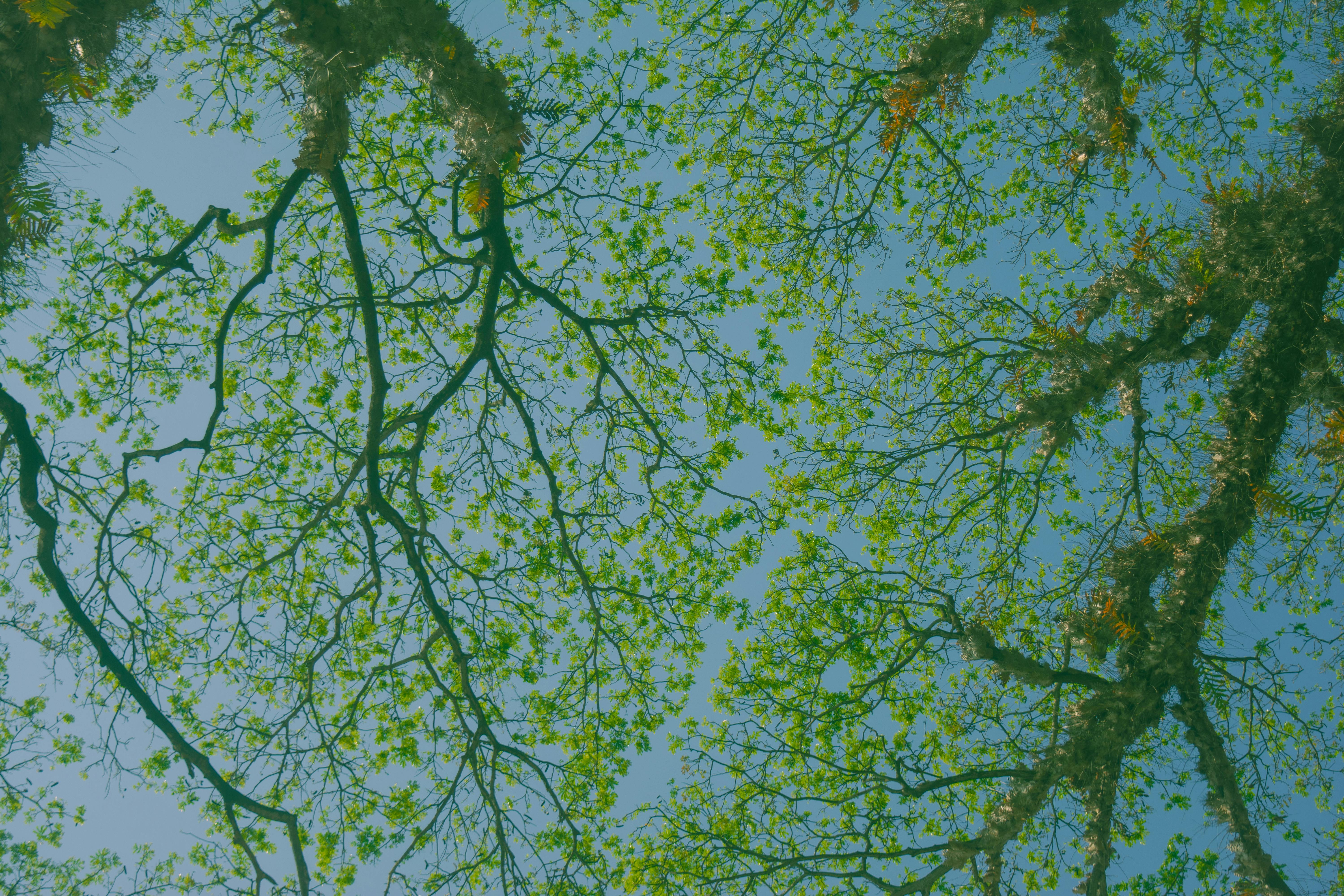 Upward View of Green Tree Branches · Free Stock Photo