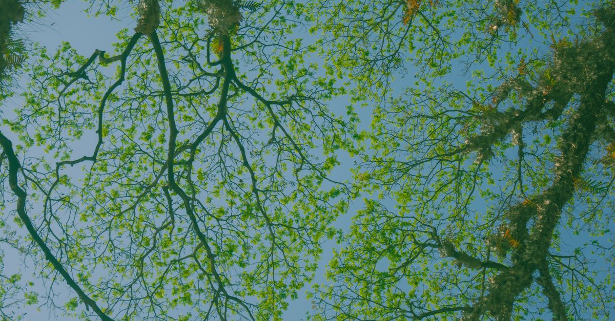 Upward View of Green Tree Branches · Free Stock Photo
