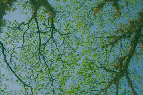 Free A peaceful upward view of green tree branches extending towards a vibrant blue sky in spring. Stock Photo