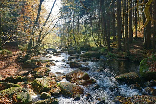A stream running through a forest with rocks