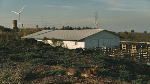A lion laying on the ground in front of a windmill