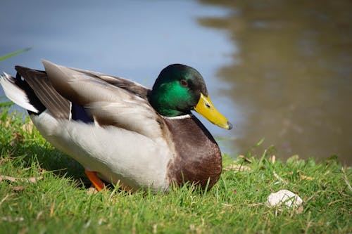 アヒル, マガモ, 動物の写真の無料の写真素材