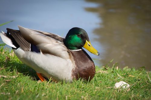 Free Close-up of a male mallard duck resting by a lakeshore in Toulon, France. Stock Photo