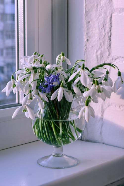 Gratis lagerfoto af blomster, hvid, kraftværker