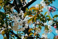 特写镜头捕捉到樱花树枝在晴朗蓝天下充满活力的春天色彩