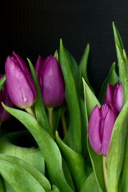 Beautiful purple tulips with green leaves on a black background. Ideal for floral and nature themes.