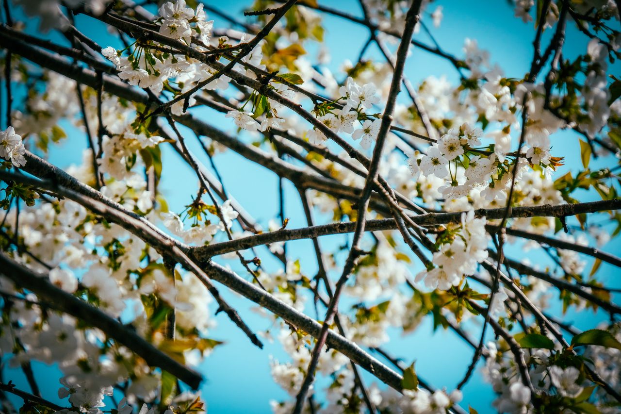 cherry blossoms in full bloom with vibrant blue sky highlighting sprin