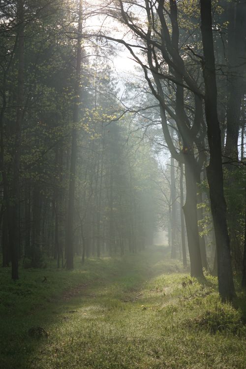 Free Tranquil forest scene with mist and sunlight filtering through tall trees on a grass-lined path. Stock Photo