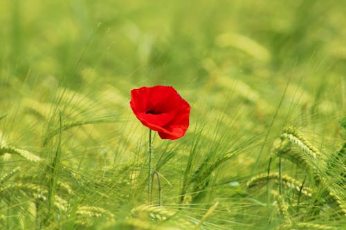Kostnadsfri bild av blomma, fält, grön bakgrund