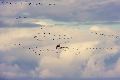 Безкоштовне стокове фото на тему «небо, Повітряний змій, політ»