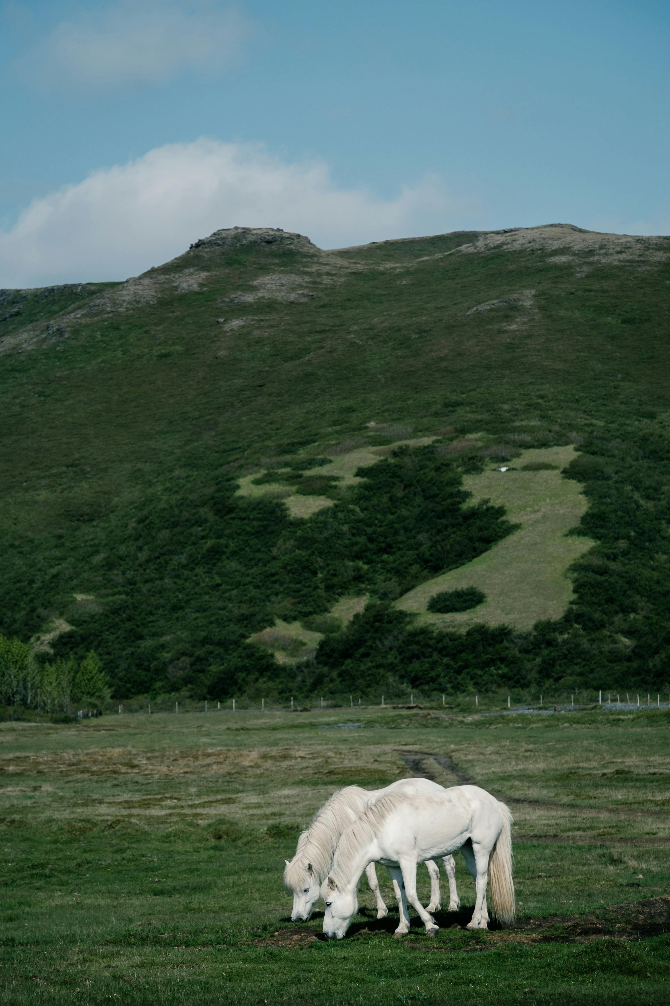 Two white horses grazing peacefully in a lush rural landscape with green hills and blue skies.