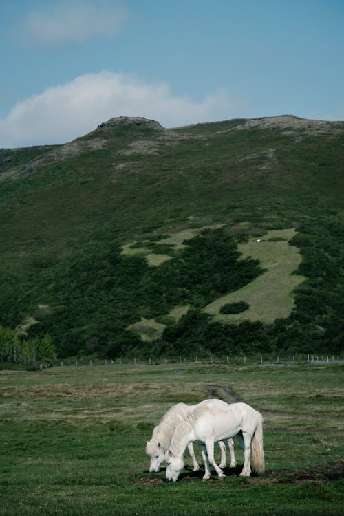 Foto profissional grátis de animais da fazenda, arranhando, cavalos brancos