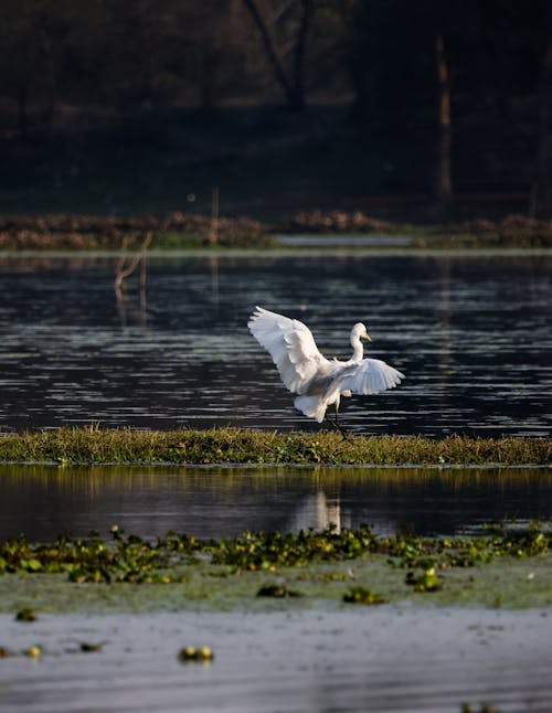 Fotobanka s bezplatnými fotkami na tému fotografie zvierat žijúcich vo voľnej prírode, jazero, príroda