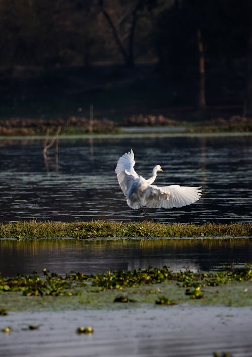 Fotobanka s bezplatnými fotkami na tému fotografie zvierat žijúcich vo voľnej prírode, jazero, príroda