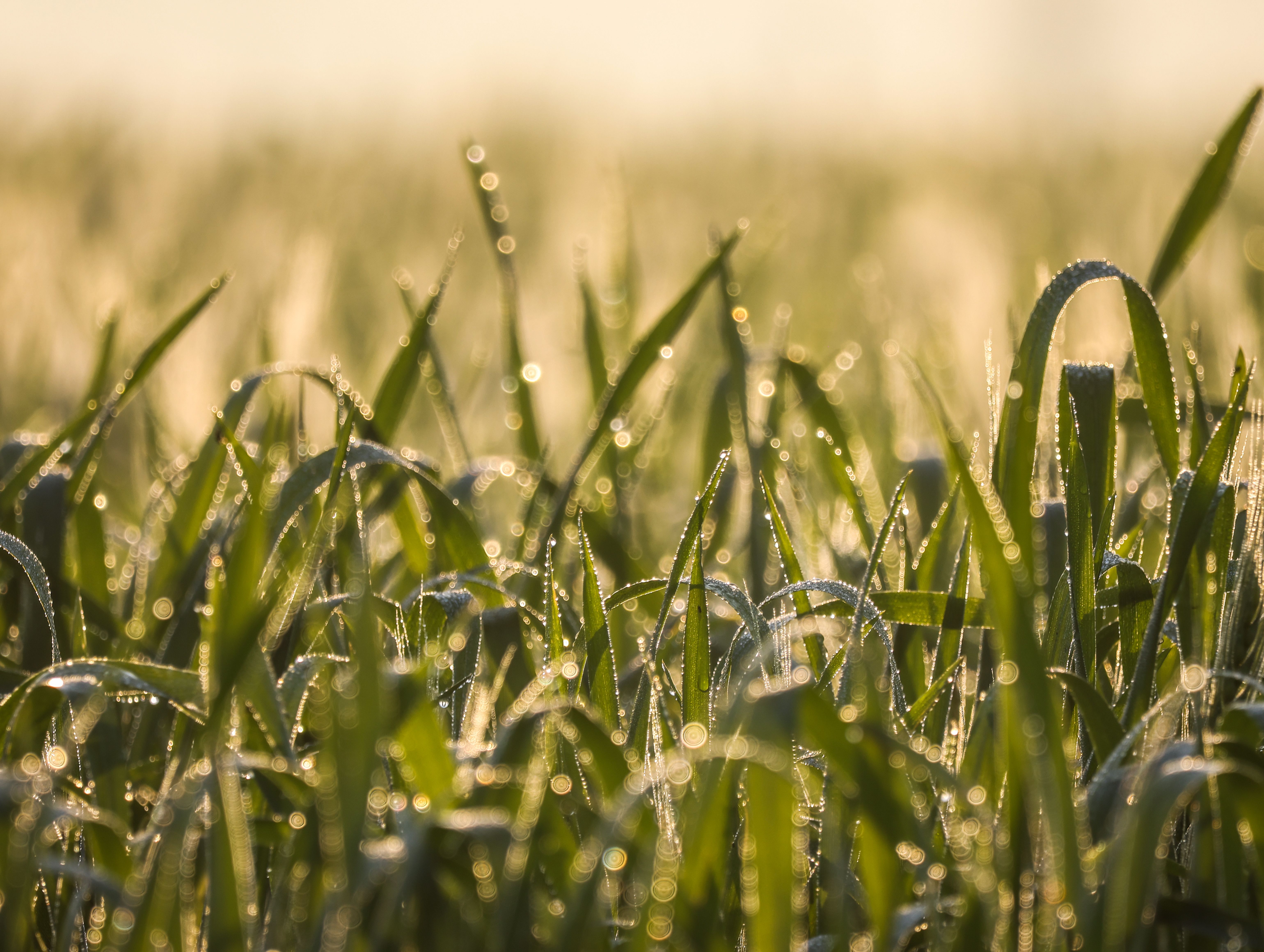A serene view of dew-covered grass gleaming in the morning light in Khatauli, India.