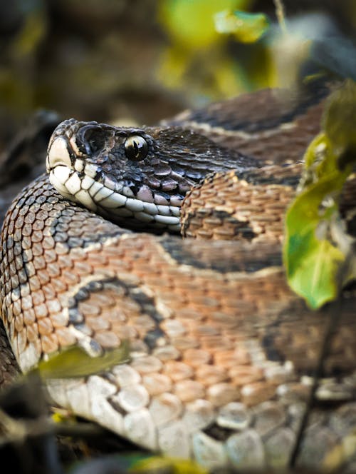 Безкоштовне стокове фото на тему «viper, вертикальні постріл, Вибірковий фокус»