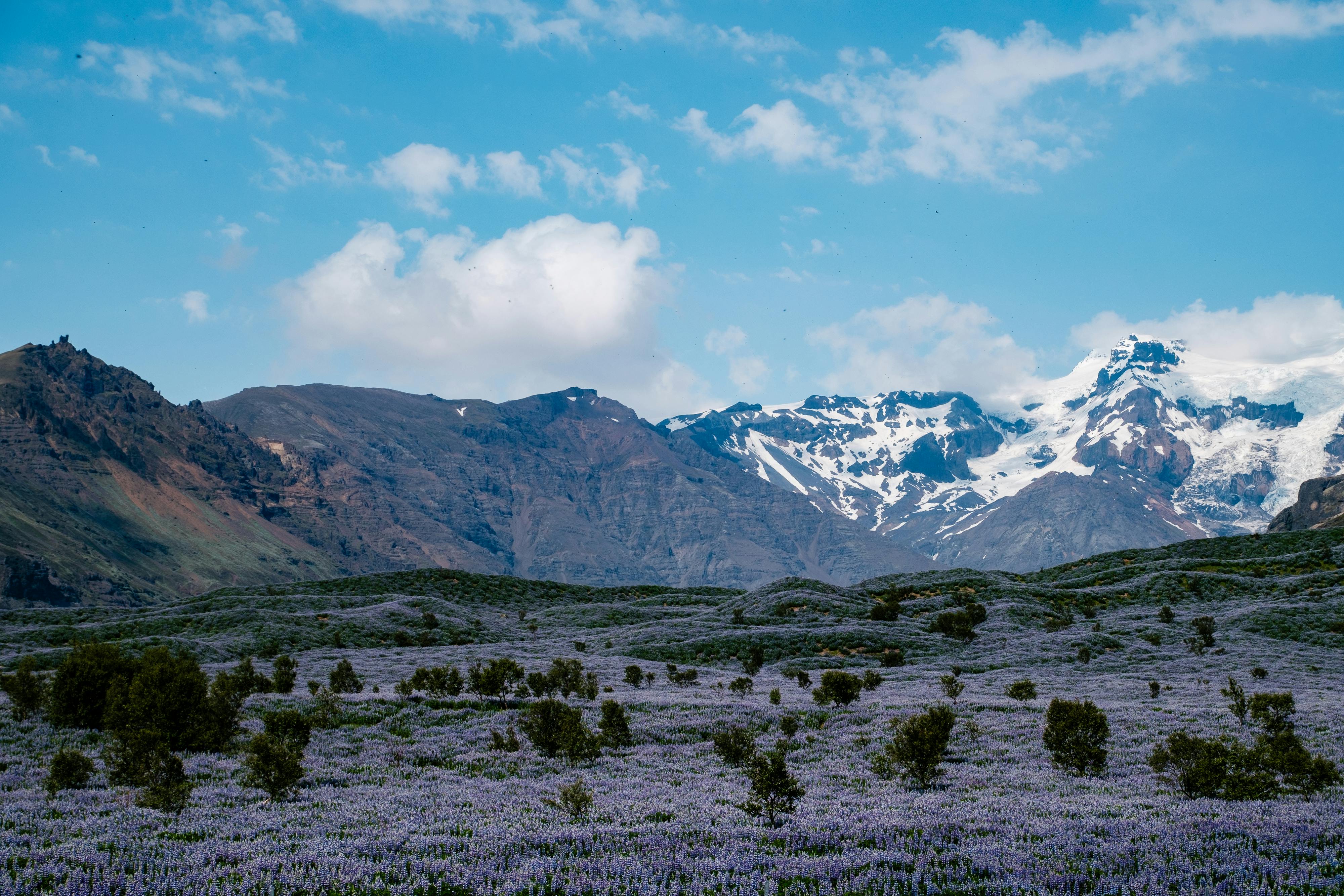 Breathtaking landscape featuring mountains and a field of purple flowers in Iceland.