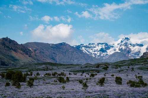 A field of purple flowers and snow capped mountains