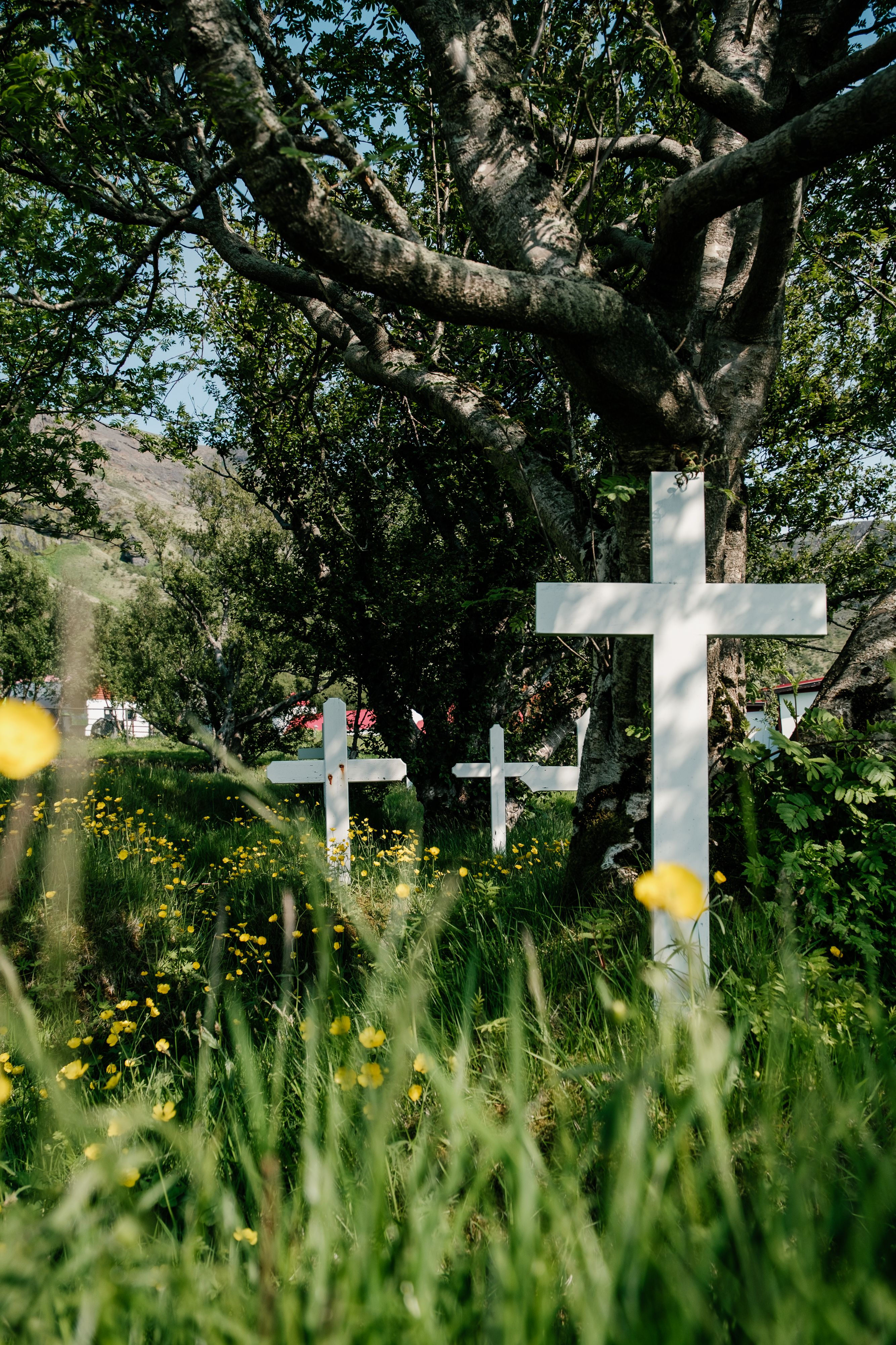 Serene rural cemetery with overgrown greenery and white crosses under a large tree.