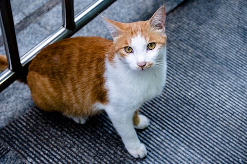 White and Brown Cat Looking Up