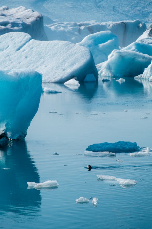 Gratis lagerfoto af arktisk, blå baggrund, forkølelse
