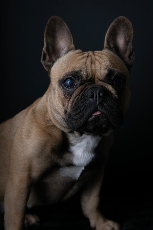 Gratis stockfoto met dierenfotografie, gezicht, hond