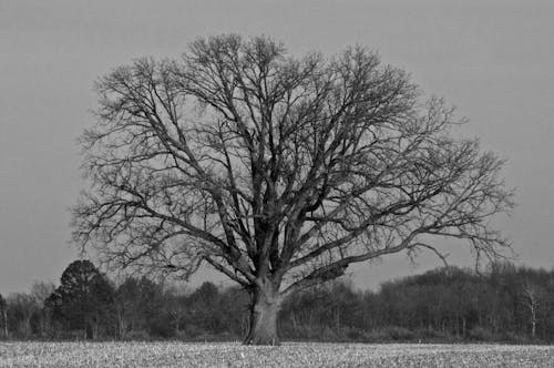 Einsamer Baum