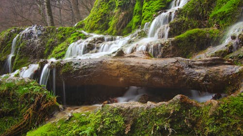 Foto stok gratis air terjun, aliran, batang pohon