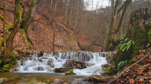 Foto stok gratis air terjun, aliran, hutan