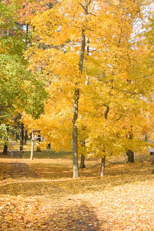 Imagine de stoc gratuită din arbori, cădere, fotografiere verticală