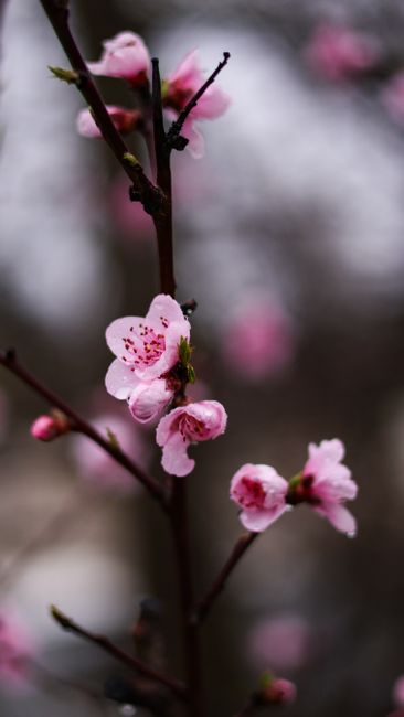 Fotomural Delicadas flores de melocotón rosas en plena floración en una rama, señalando la llegada de la primavera.