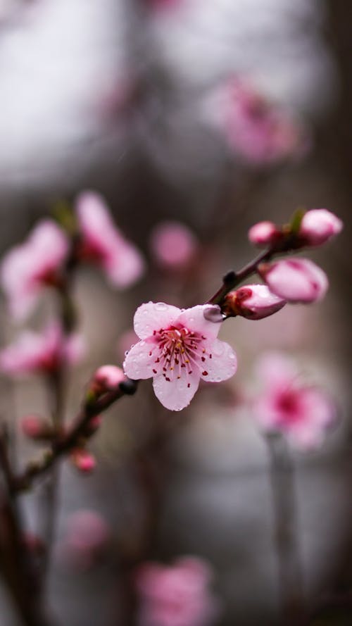 Immagine gratuita di ciliegia, fiori, focus selettivo