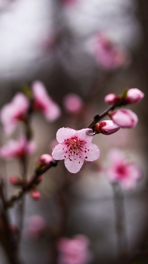 Free Close-up of pink cherry blossoms in full bloom, showcasing delicate petals. Stock Photo