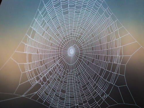 Δωρεάν στοκ φωτογραφιών με γύρος, δίκτυο, ιστός αράχνης