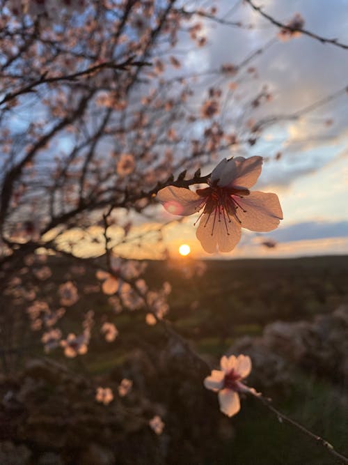Foto profissional grátis de flor de amendoeira, idil, primavera