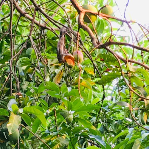 Free stock photo of gray squirrel, mango, mango tree