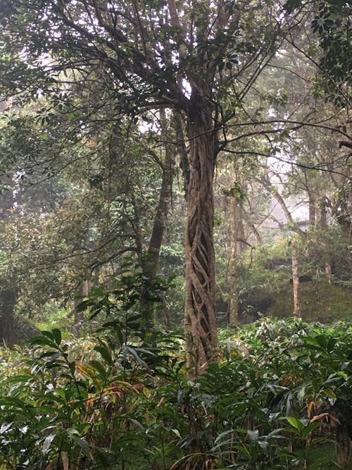 Kerala Tree