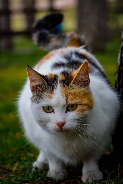 A calico cat is standing in the grass