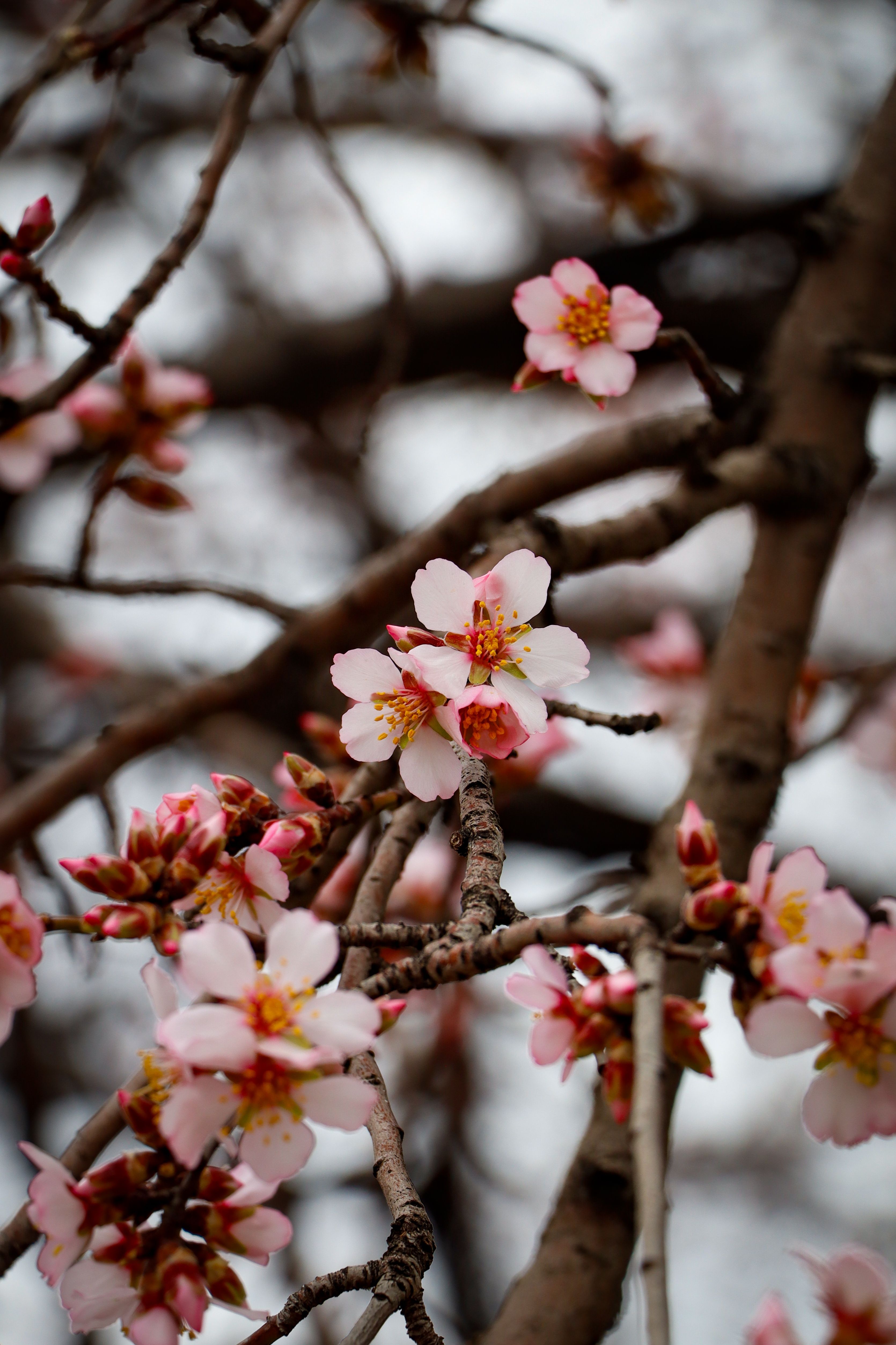 Flores de almendro