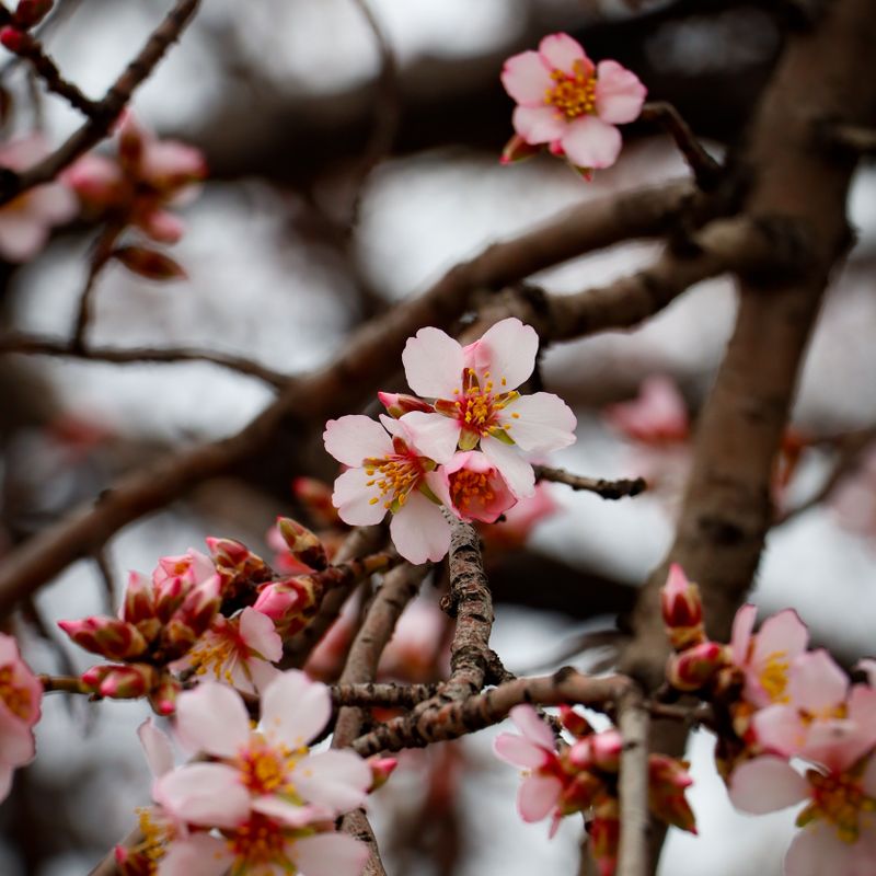 Almendra Flores de almendro